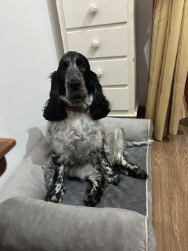 Dog Hotel
