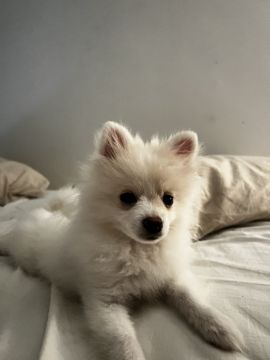 Dog Hotel