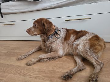 Hotel para Cães