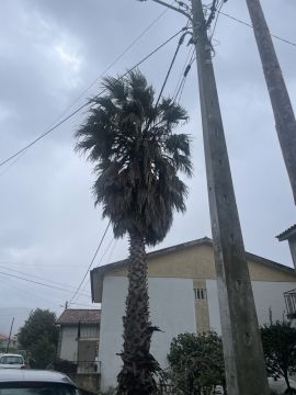Podador de Árvores