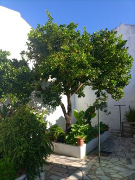 Podador de Árvores