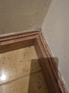 Controlo de Pragas