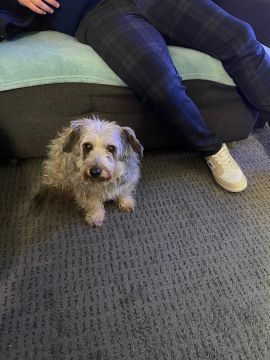 Dog Hotel