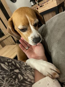 Hotel e Creche para Animais