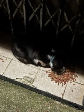 Hotel para Gatos