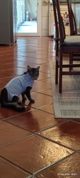 Katzenpfleger
