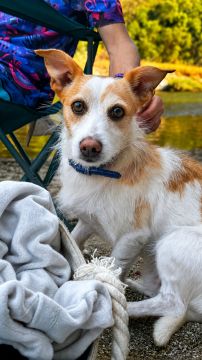 Hotel para Cães