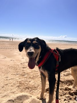 Hundepension