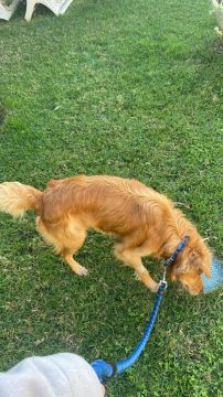 Guardería para perros