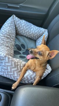 Hotel para Cães