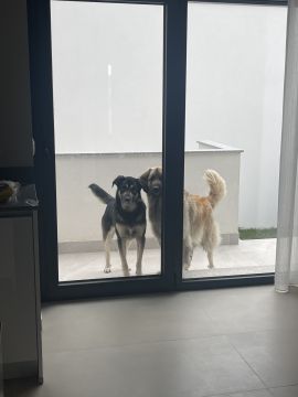 Hotel para Cães