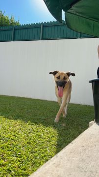 Pet Boarding and Daycare