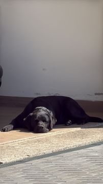 Hotel para Cães