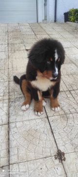 Creche para Cães - Animais