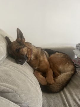 Hotel para Cães