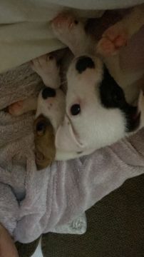 Dog Hotel