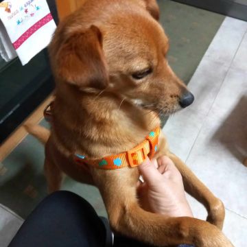 Hotel para Cães