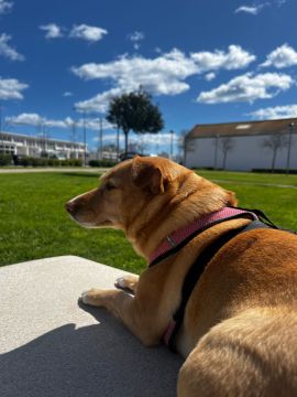 Dog Hotel