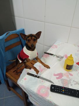 Pension pour chiens