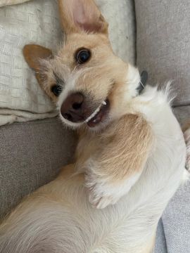 Hotel para Cães