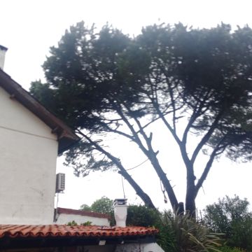 Tree Trimmer