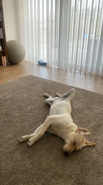 Dog Hotel