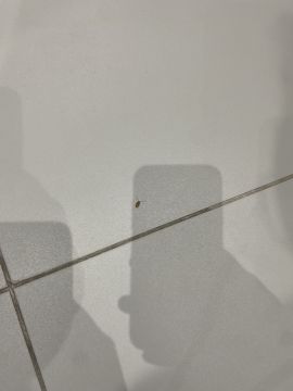 Desinfestação e Desbaratização