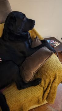 Hospedaje de perros