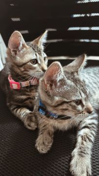 Hotel para Gatos