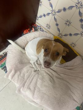 Hospedaje de perros