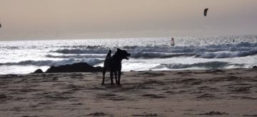 Hotel para Cães