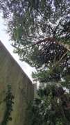 Tree Trimmer - Home Improvements