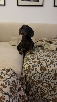 Hotel para Cães