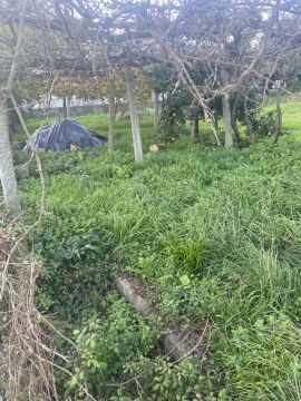 Jardinagem e Relvados - Casa