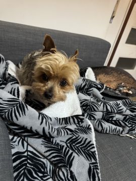 Pension pour chiens