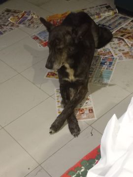 Hospedaje de perros