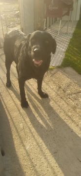 Hundepension