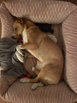 Pension pour chiens