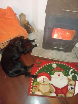 Hotel para Cães