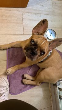 Hotel para Cães