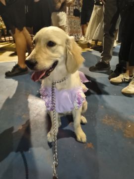Hospedaje y guarderías de mascotas