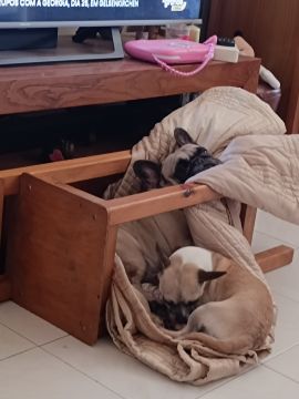 Dog Hotel