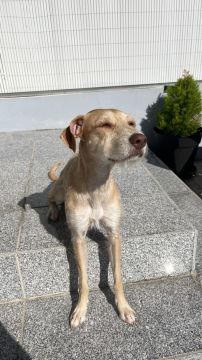 Hotel para Cães