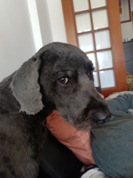 Hotel para Cães