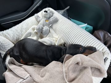 Creche para Cães