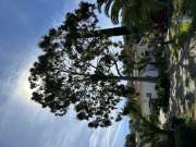 Tree Trimmer