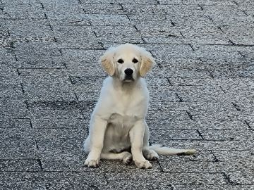 Hotel para Cães