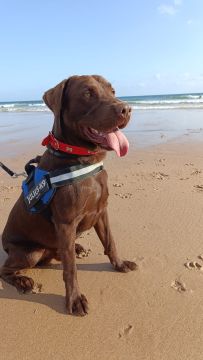 Pet Boarding and Daycare
