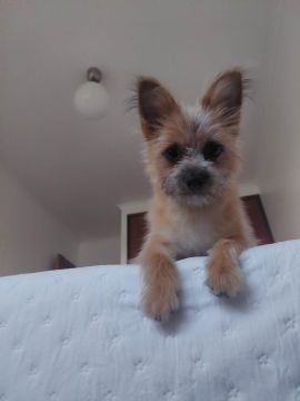 Hotel para Cães