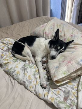 Hospedaje y guarderías de mascotas